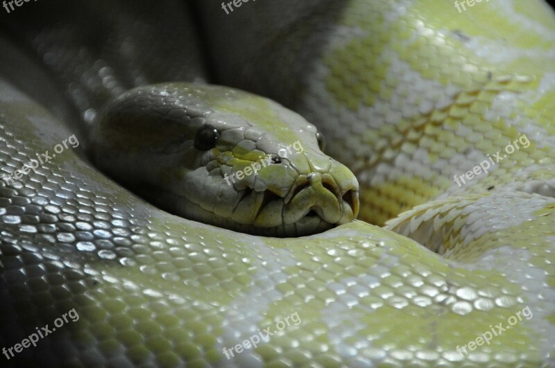 Python Snake Boa Constrictor Reptilium