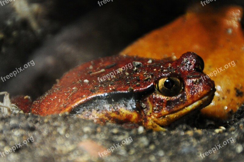 Tomato Frog Frog Anuran Amphibian Amphibians