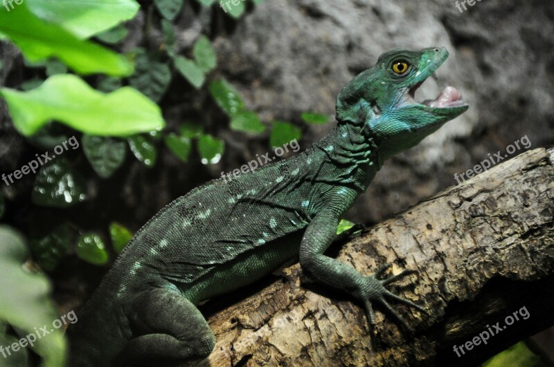 Frontal Lobe Basilisk Basilisk Lizard Reptile Animal