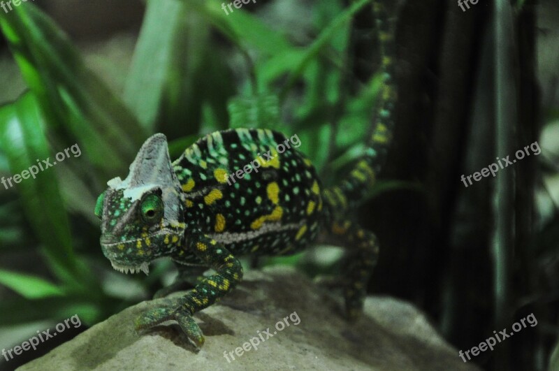 Chameleon Reptile Animal Green Insect Eater