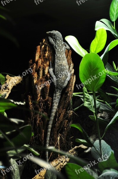 Blue Baumwaran Blue Spotted Baumwaran Tree Monitor Monitor Lizard