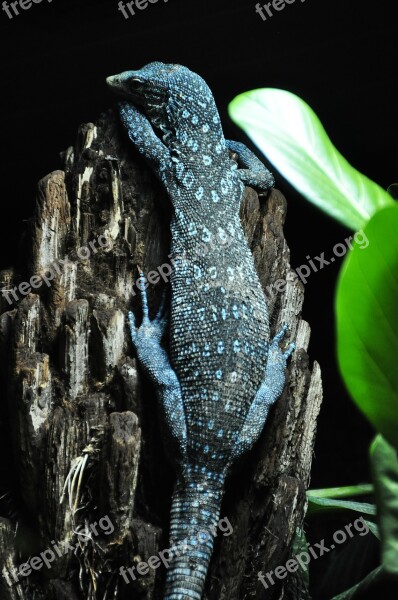 Blue Baumwaran Blue Spotted Baumwaran Tree Monitor Monitor Lizard