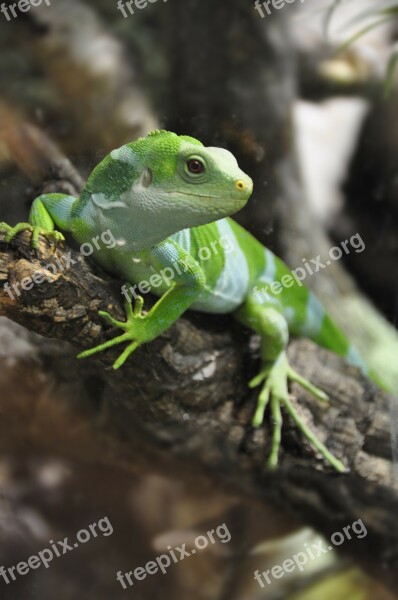 Fiji Iguana Iguana Lizard Reptile Iguanas