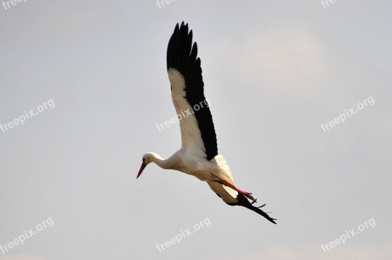 Stork Bird Storks Birds Animals