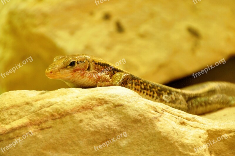 Lizard Reptile Animal Close Up Free Photos