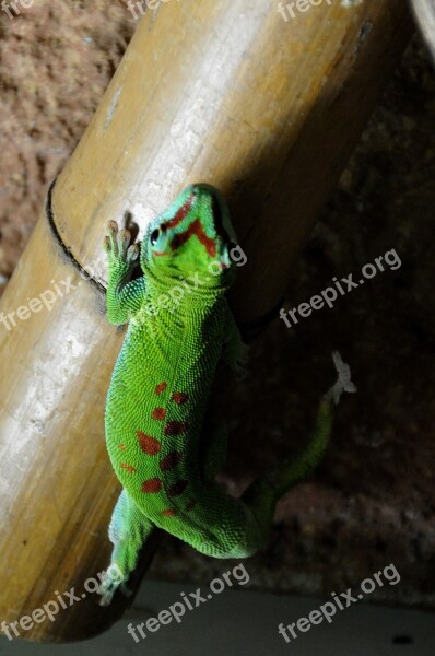 Day Gecko Malagasy Taggecko Gecko Reptile Green