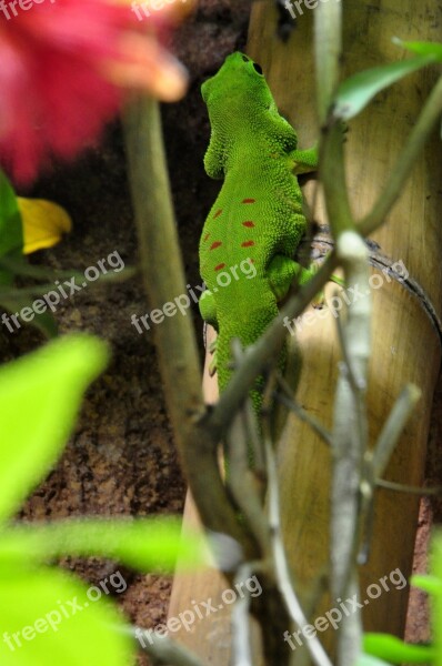 Day Gecko Malagasy Taggecko Gecko Reptile Green