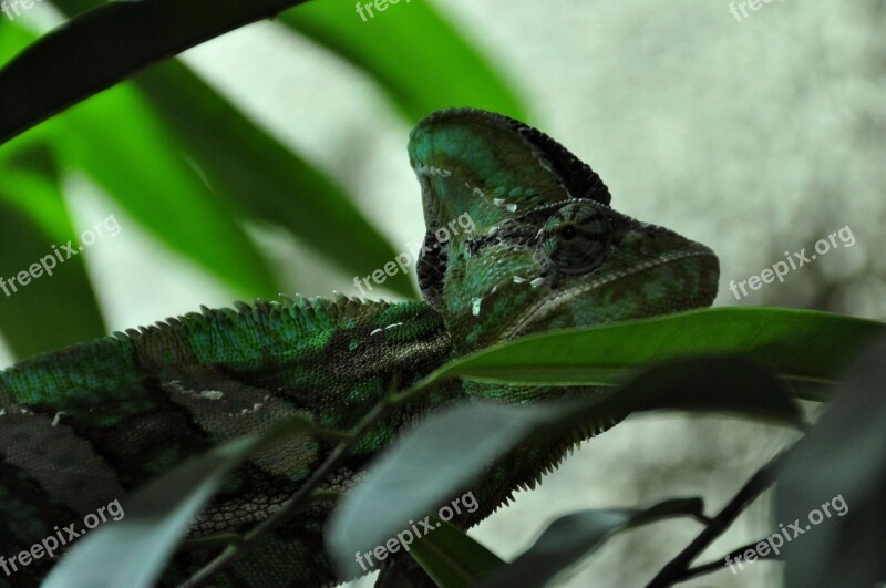 Chameleon Reptile Animal Green Head