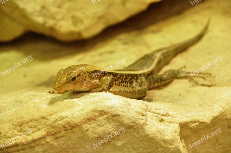 Lizard Animals Reptile Creature Free Photos