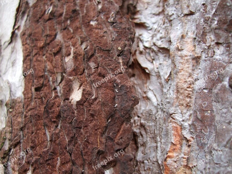 Pine Bark Brown Nature Structure