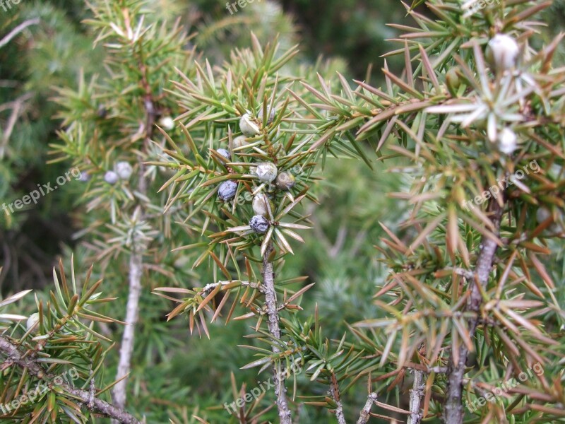 Juniper Green Pointed Spring Nature