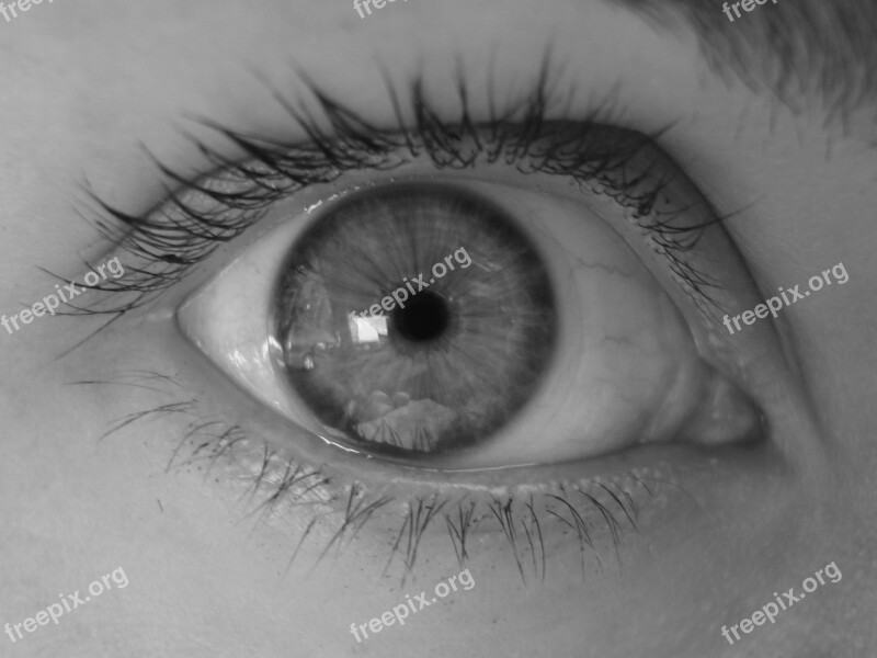 Eye Pupil Eyelash Free Photos