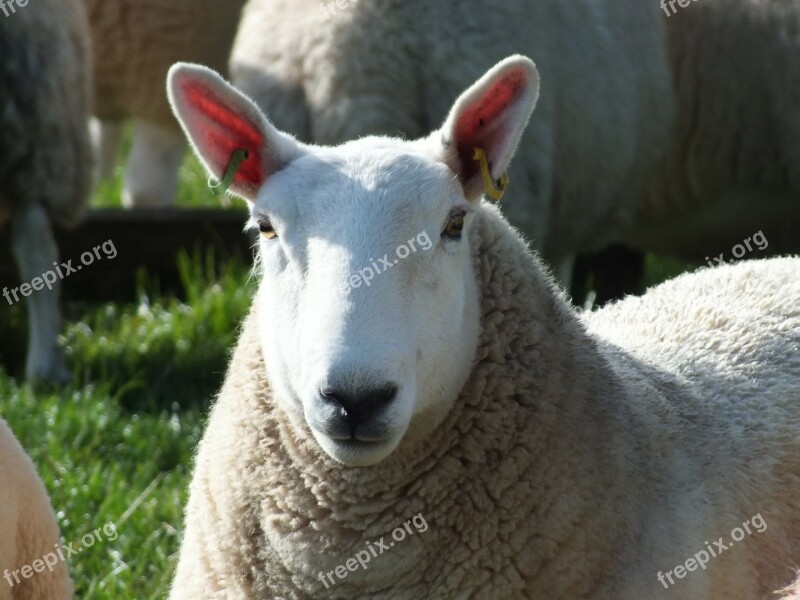 Sheep Flock Of Sheep Farm Agriculture Nature Animals Meadow