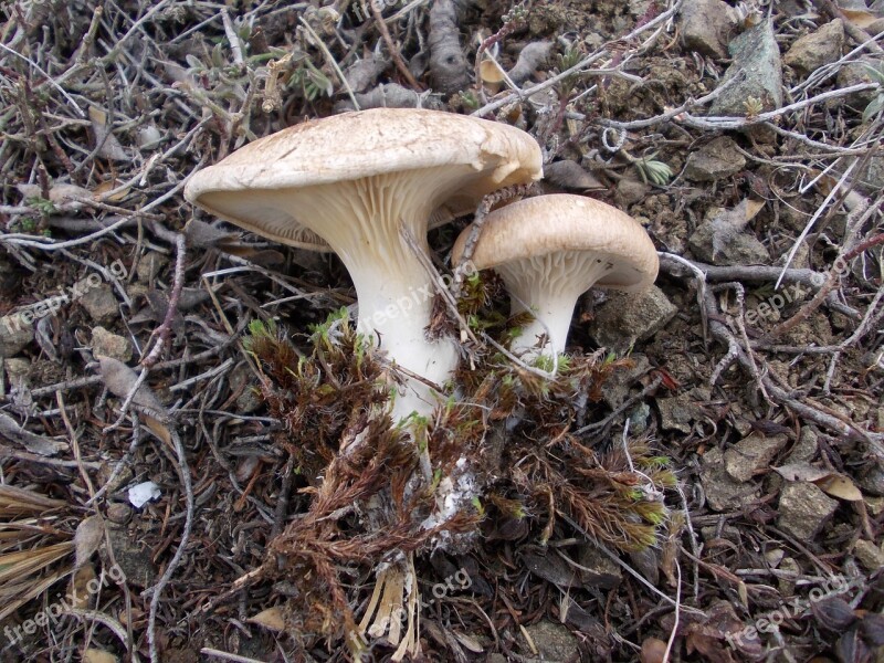 Mushroom Mushrooms Nature In The Fall Of Free Photos