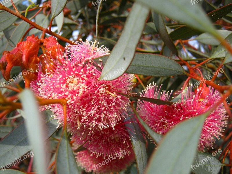 Blossom Bloom Eucalyptus Pink Free Photos