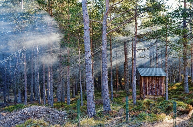 Forest Sunbeam Fog Trees Firs