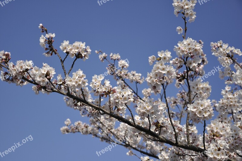 Cherry Tree Japan Flowers Blossom Cherry Blossoms