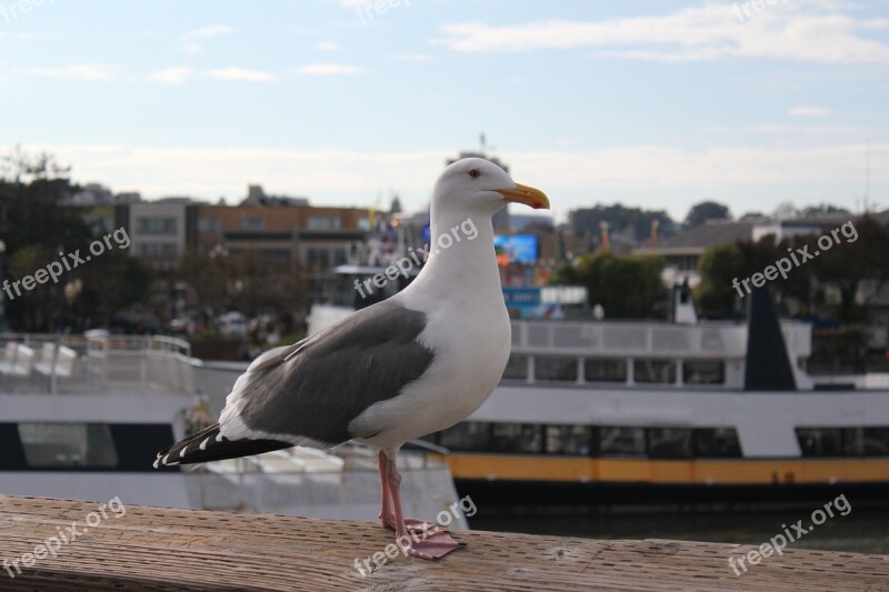 Sea Gull Animal Bird San Francisco Pier 39