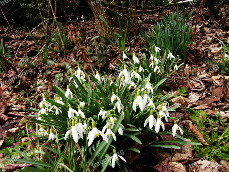 Edge Of The Forest Glade Snowdrop Galanthus Signs Of Spring