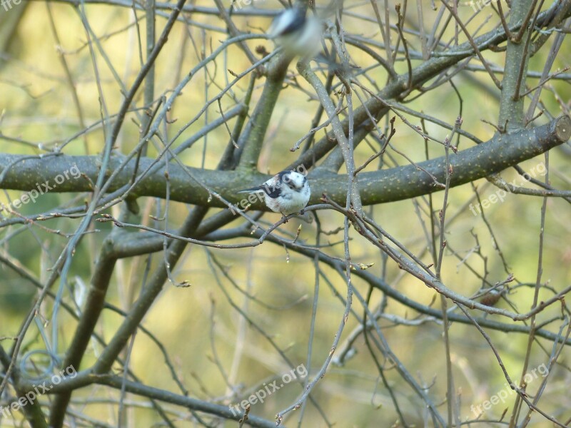 Long Tailed Tit Aegithalos Caudatus Sparrow Bird Aegithalidae Bird