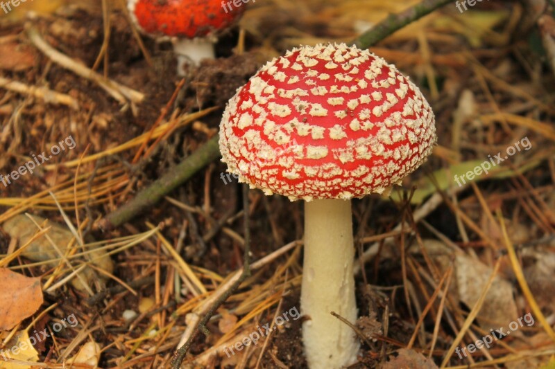 Red Mushroom Flower Real Free Photos