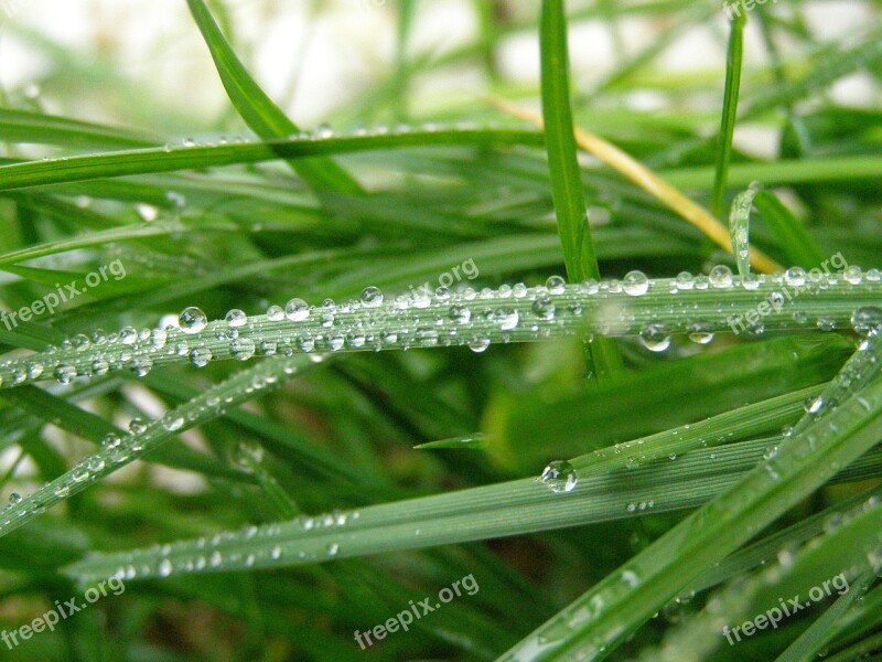 Raindrops Rain Grass Green Macro