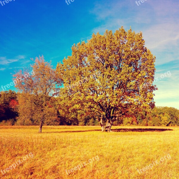 Fall Autumn Tree Golden Autumn Colorful