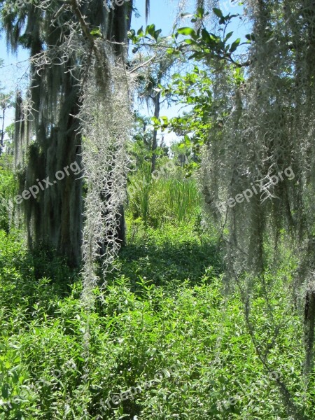 Barataria Swamp Louisiana Water Moss