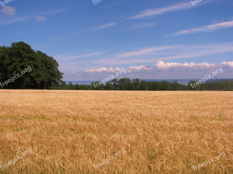 Cornfield Field Tree Summer Free Photos