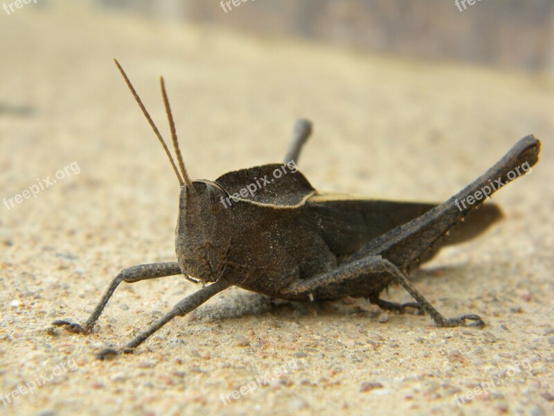 Insect Grasshopper Animal Free Photos