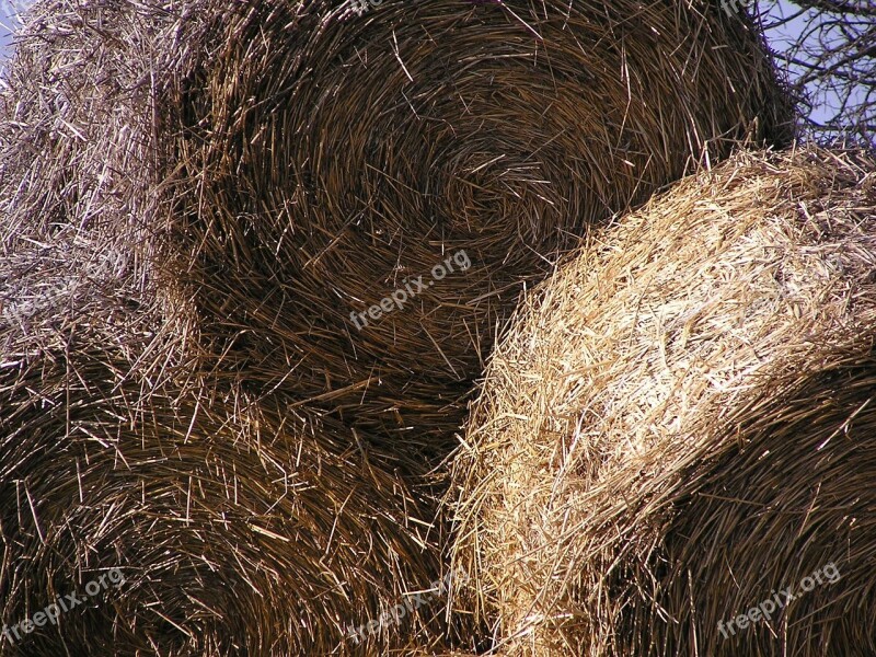 Sheaves Hay Azienda Agricola Chaudhary Free Photos