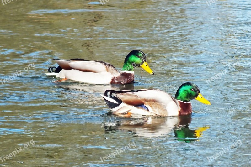 Ducks Wild Duck Water Animal River