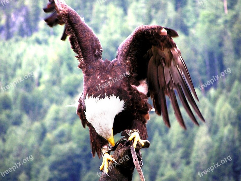 Aquila Raptor Bird Of Prey Feathers Free Photos