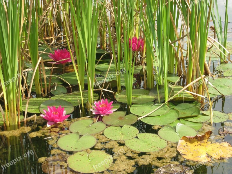 Water Lilies Lake Nature Free Photos