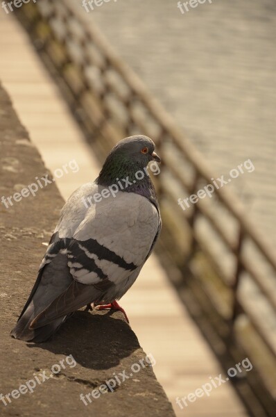 Pigeon Bird Water Metz France