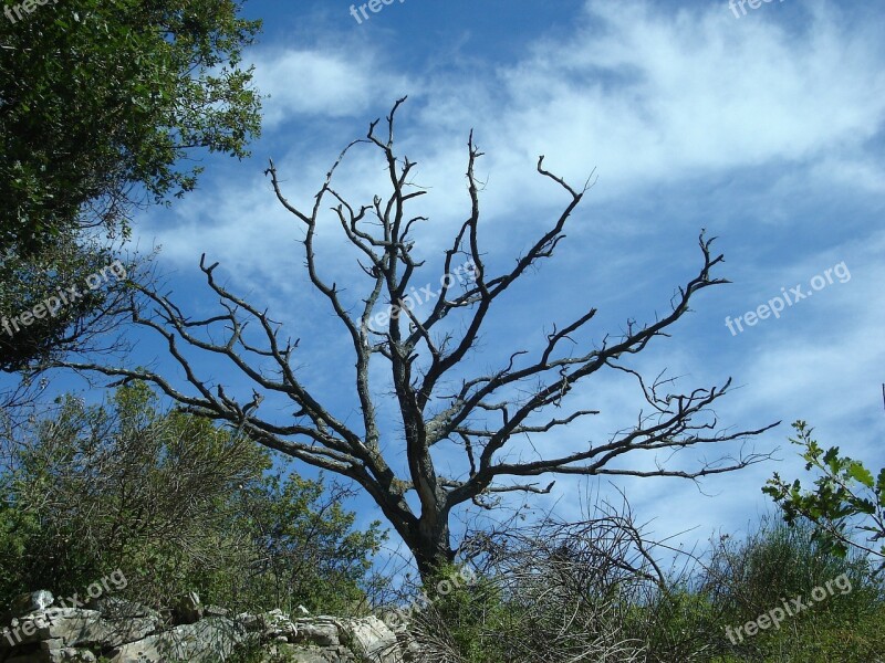 Tree Dead Plant Dead Nature Sky