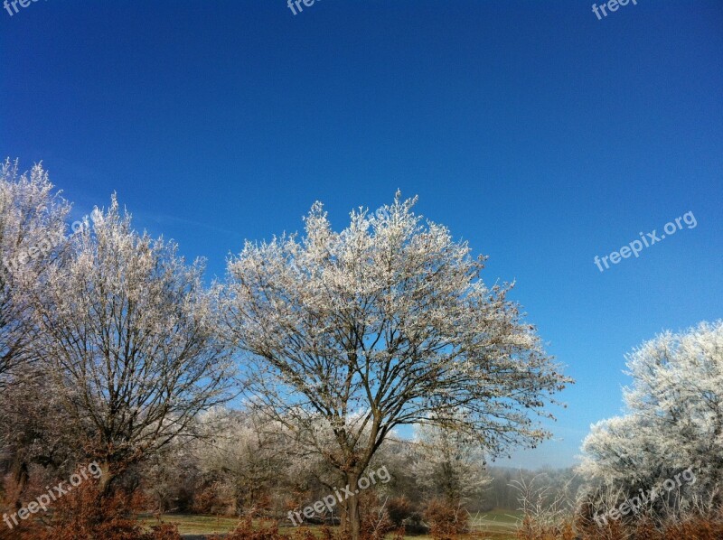 Snow Ripe Tree Sun Blue