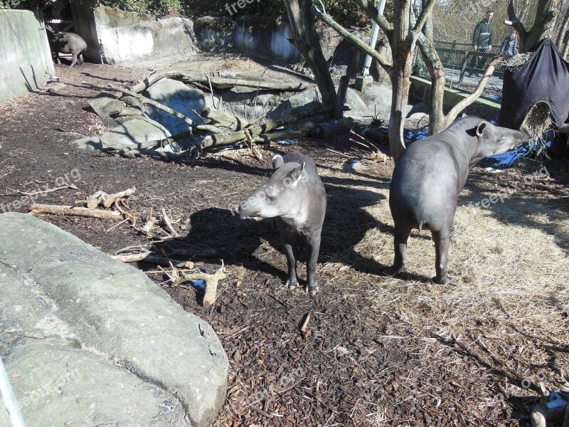 Tapir Lowland Tapir Tapirus Terrestris Rainforest Animals Mammals