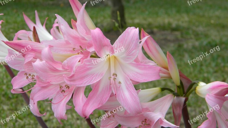 Lilies Flower Pink Lily Garden Free Photos