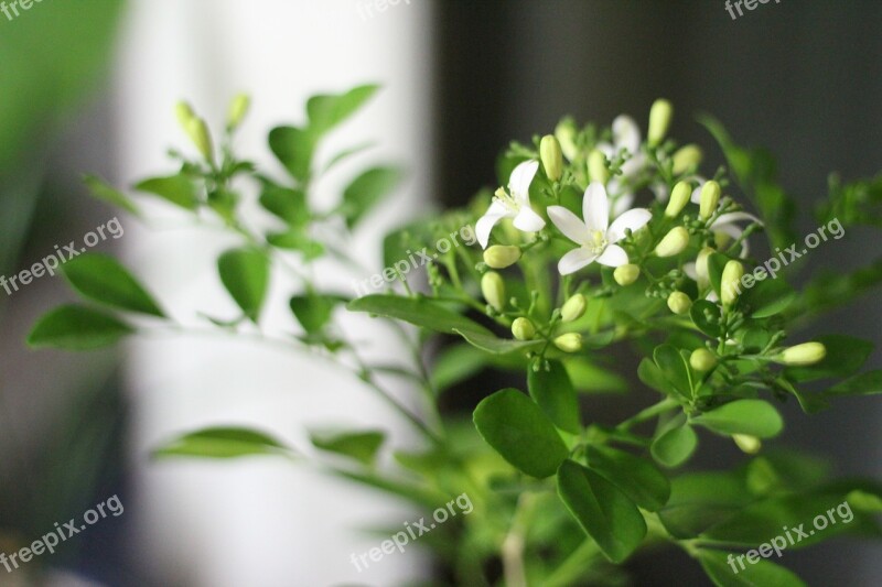 Orange Jasmine Potted Plant Plants Flowers Free Photos