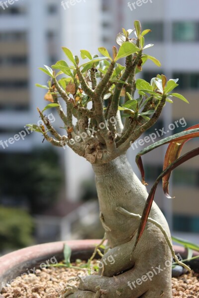 Ginseng Benjamin Potted Plant Apartments Veranda Plants