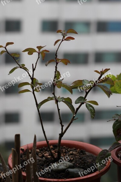 People Tree Potted Plant Flower Plants Apartments