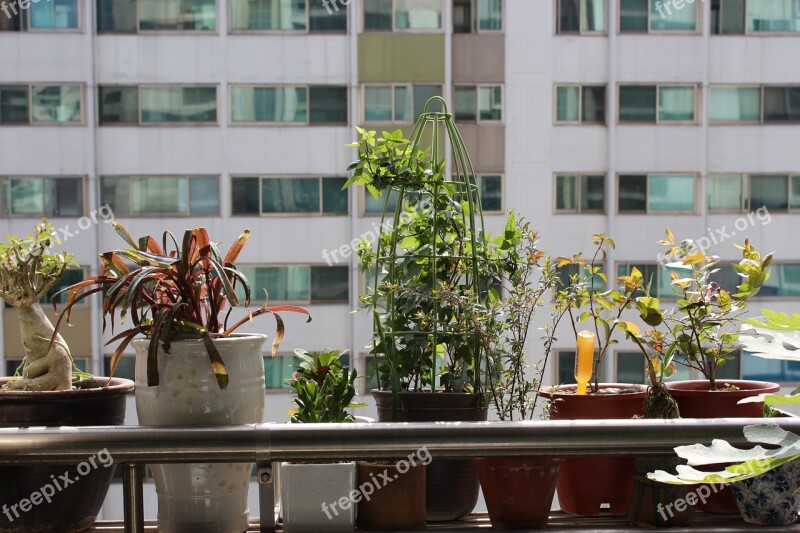 Potted Plant Apartments Veranda Plants People Tree