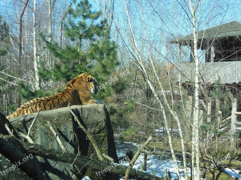 Siberian Tiger Predator Endangered Animals Male Enjoying The Sun