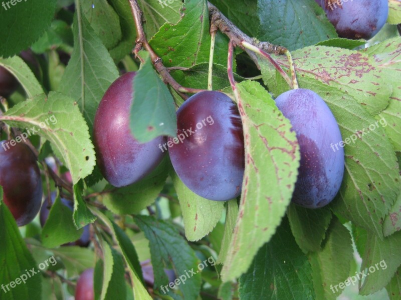 Plums Cultural Plum Fruit Sweet Plum