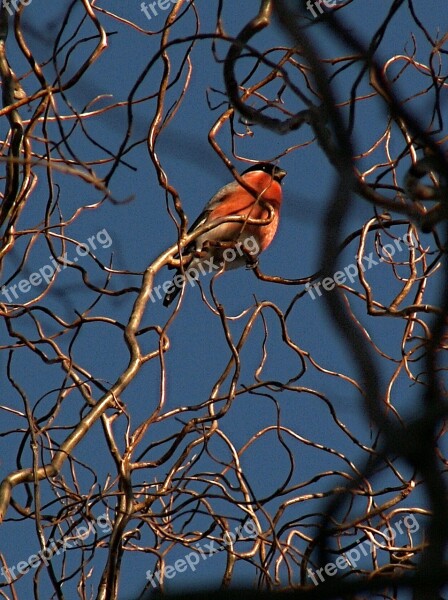 Bullfinch Bird Branches Twisted Willow Sky