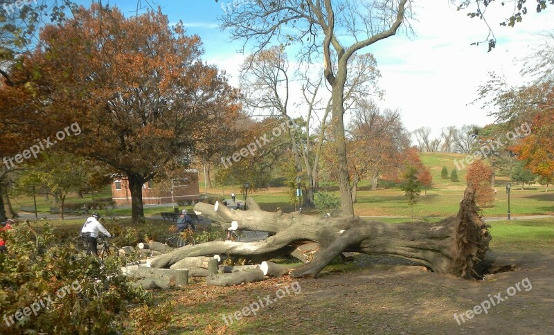 Brooklyn New York City Trees Men Working