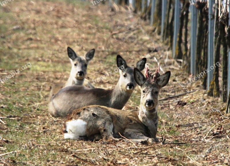 Roe Deer Vineyard Spring Furred Game Winter