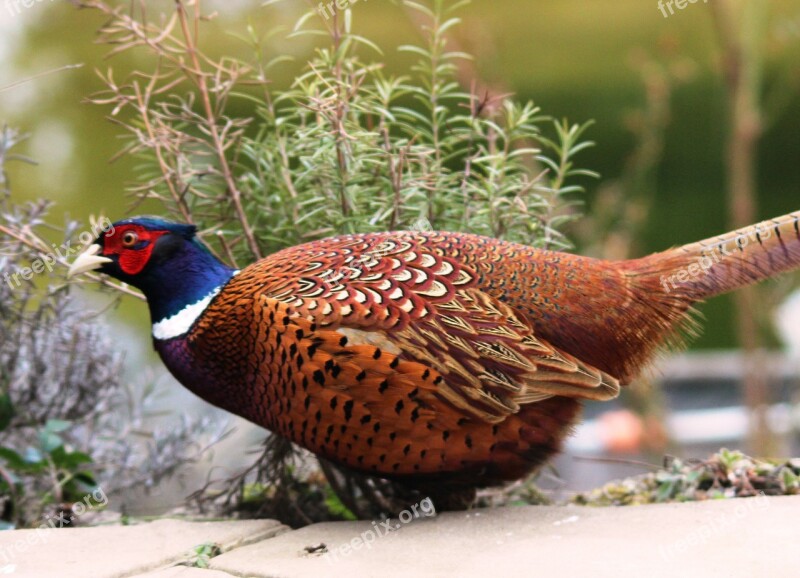 Pheasant Hahn Phasianus Colchicus Species Bird