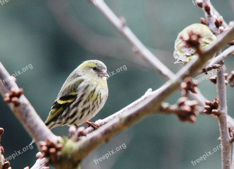 Greenfinch Bird Feather Drawing Spring